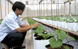 Hạt giống rau nhập khẩu chiếm 80%