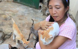 Căn nhà của mèo hoang