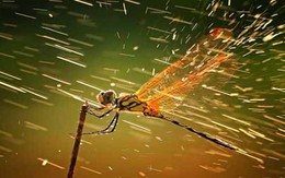National Geographic công bố ảnh đẹp nhất năm 2011