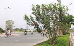 Chi tiền trồng cây độc