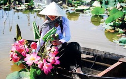 Hương sen đã đến phố núi