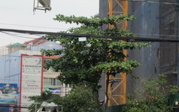 Hiểm họa treo trên đầu người đi đường