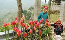 Sa Pa đón Tết trong giá lạnh