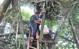Ngày xuân ngồi uống rượu trời
