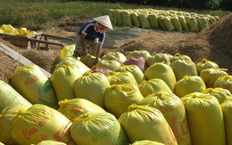Vụ đông xuân sẽ trúng lớn