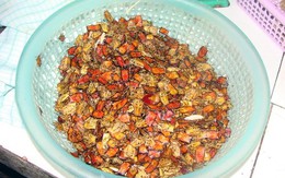 Xơi bọ xít ở bản Puôi