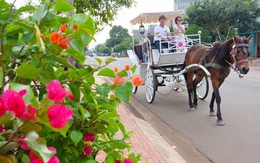 "Coffee tour" Buôn Ma Thuột