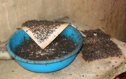Ruồi nhiều bất thường quanh khu xử lý rác