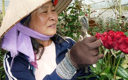 Giá hoa cao, ít đơn hàng "khủng"