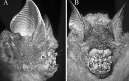 Thêm một loài dơi mới phát hiện tại Việt Nam