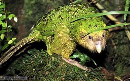 Vẹt Kakapo - loài vật lãnh cảm nhất thế giới