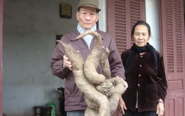 Củ lăn "khủng" hình con trăn