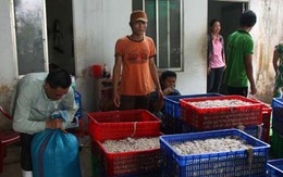 Tiêu hủy gần 8 tấn ruột heo không rõ nguồn gốc