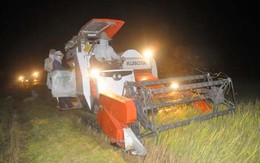 Thiếu máy gặt, lúa chín rục đồng