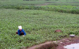 Chuyển đất nông nghiệp sang đất ở: Vướng đủ kiểu