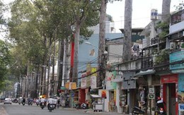 Nhà bao chiếm cây cổ thụ