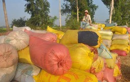 Không nên sử dụng giống IR50404 cho vụ hè thu
