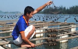 Trai nuôi lấy ngọc bị chết hàng loạt