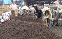 Bã bùn từ mía đường gây ô nhiễm