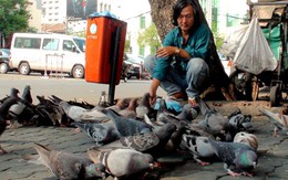 Bạn của bồ câu trời