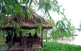 Dưới tán rừng bần
