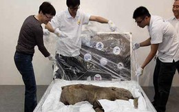 Hồng Kông trưng bày xác voi mamút sơ sinh