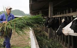 Làm giàu nhờ... con bò