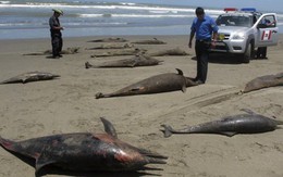 Hàng trăm cá heo chết bí ẩn ở Peru