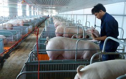 Thí điểm mô hình chăn nuôi heo sạch