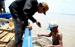 Chủ bầu và "sò tặc"