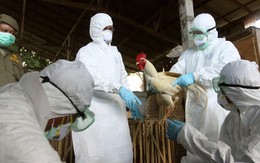 Biến thể H5N1 lây sang người qua hô hấp?