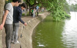 Đủ chiêu câu trộm cá tại hồ Gươm