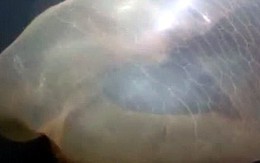 Phát hiện sinh vật bí ẩn dưới đại dương