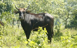 Nghi vấn bò tót lai bò nhà