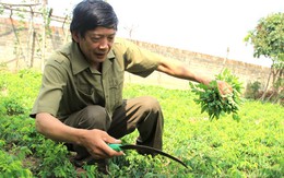 Người nông dân có khiếu thiết kế