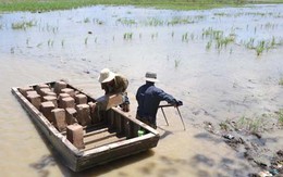 Đào bán đất ruộng