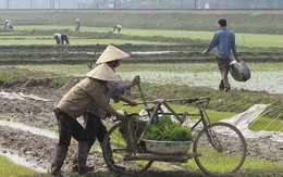 Cơm sạn