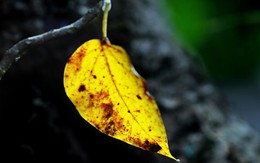 Đừng để vỡ giấc mơ hồ điệp