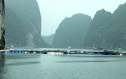 Bềnh bồng Lan Hạ