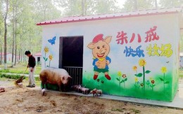 Làng heo hạnh phúc ở Trung Quốc