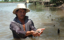 Thoát nghèo nhờ nuôi sò huyết
