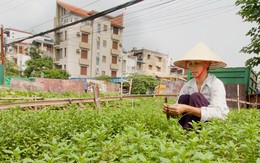 Hà Nội chi 2 tỉ đồng bảo tồn húng láng