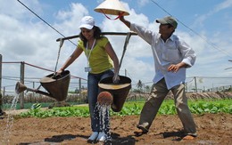 Về Trà Quế trồng rau
