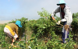 Hè về trên ruộng rau