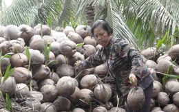 "Chúng tôi như tát nước giữa biển"