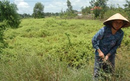 Thiếu hạ tầng,  khu công nghiệp "trống vắng"