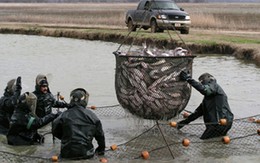 Mỹ đòi đưa cá da trơn vào luật