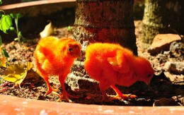"Gà lông nhung" nhuộm phẩm màu