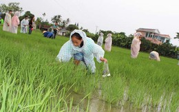 Học môi trường trên đồng ruộng