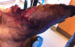 Hầu tòa vì... cắn chó cảnh sát